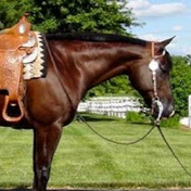 Clithero Pleasure Horses