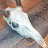 @boneymahoney267 Avatar