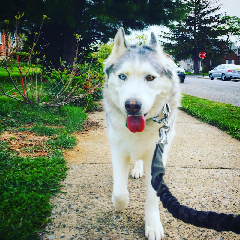 Zeus The Stubborn Husky