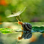 Natural World
