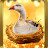 @GoldenGoose0001