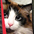 hkA1_RrvOiU-channel-avatar-Snuffy's Cat Productions