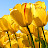 @ispringhope