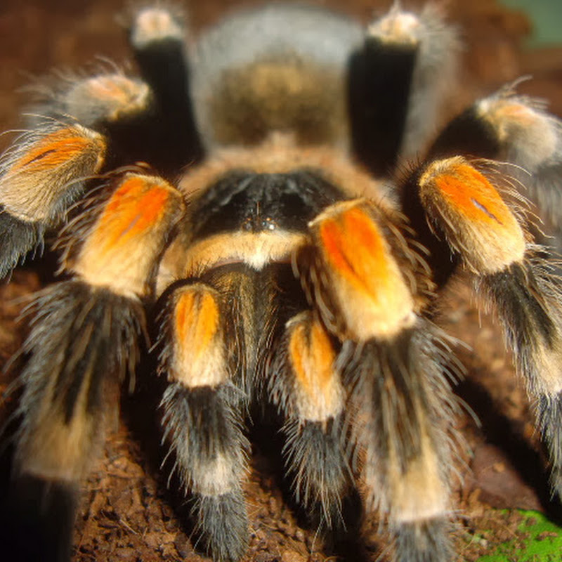 TarantulaAddict