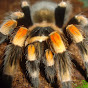 TarantulaAddict