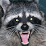 RruHUIdHMiM-channel-avatar-ridiculous raccoon
