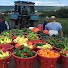 fpSfQssQlHc-channel-avatar-The Veggie Boys