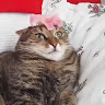 Автор