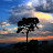 @LonelyTreeSunset Avatar