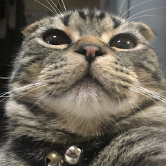 猫化のショパン