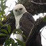 B6inxHClKvE-channel-avatar-Birds of Costa Rica