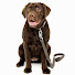 5ZPyalwWKCc-channel-avatar-Raw Dog Food