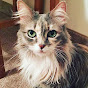 NoCAT NoLiFE 2 Avatar