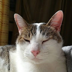 ねこゲームズ