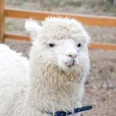 K・POPを一緒に歌おうチャンネル