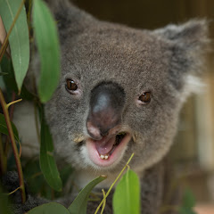 Symbio Wildlife Park