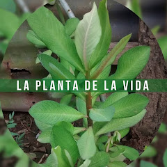 PLANTA DE LA VIDA LECHERO AFRICANOの画像