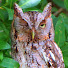 abkammkxs7Q-channel-avatar-MyBackyardBirding