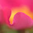 7GcTO-WqgbU-channel-avatar-Flower Bomb