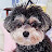@숏다리장금이