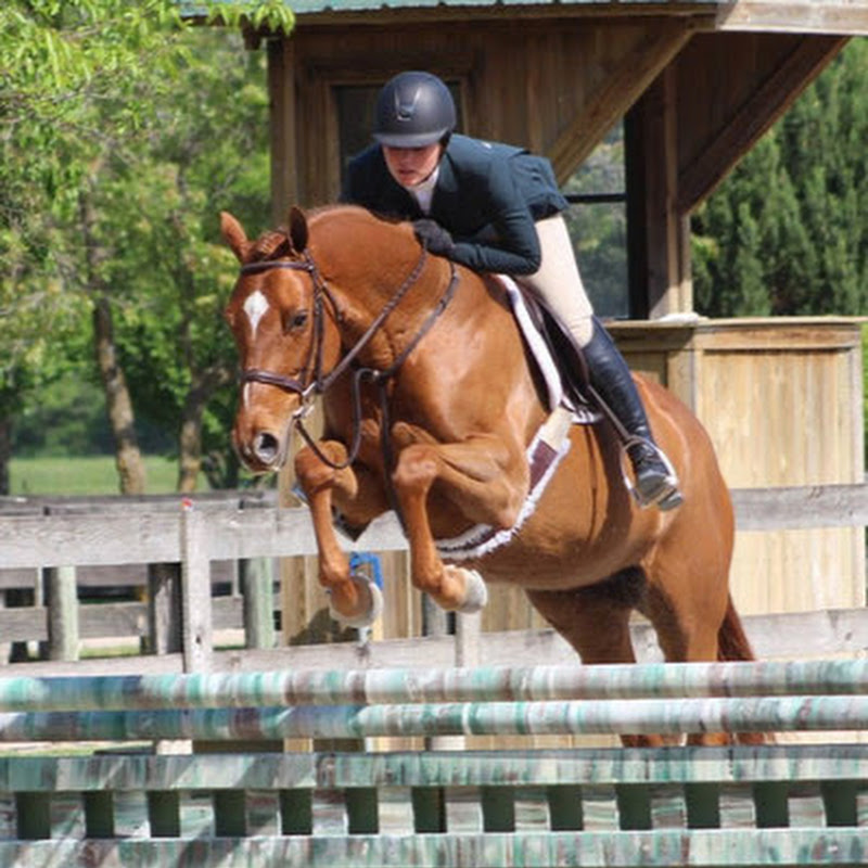 MySporthorse.US