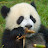 @DerFettePandaLP Avatar