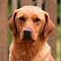 sEXJ7nT-wKo-channel-avatar-The Labrador Site