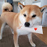 rUA-LUtUHxQ-channel-avatar-Mlem Frens