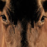1CDi6GttDKM-channel-avatar-OverlandChannel and Alamari Musicali