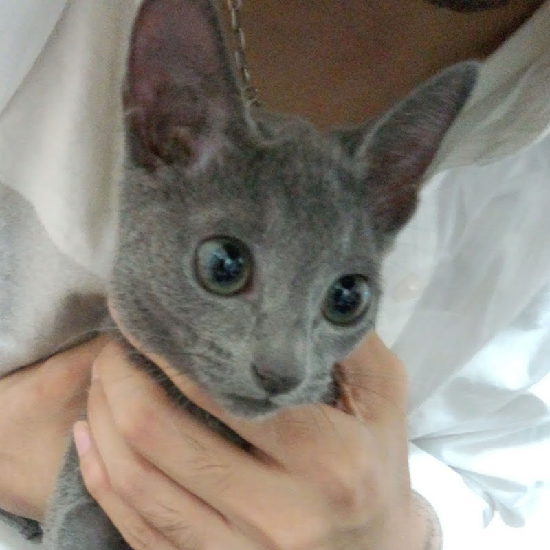 kokesukepapaのサムネイル