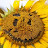 Bad Sunflower