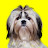 Shih Tzu Cachorro Fofo