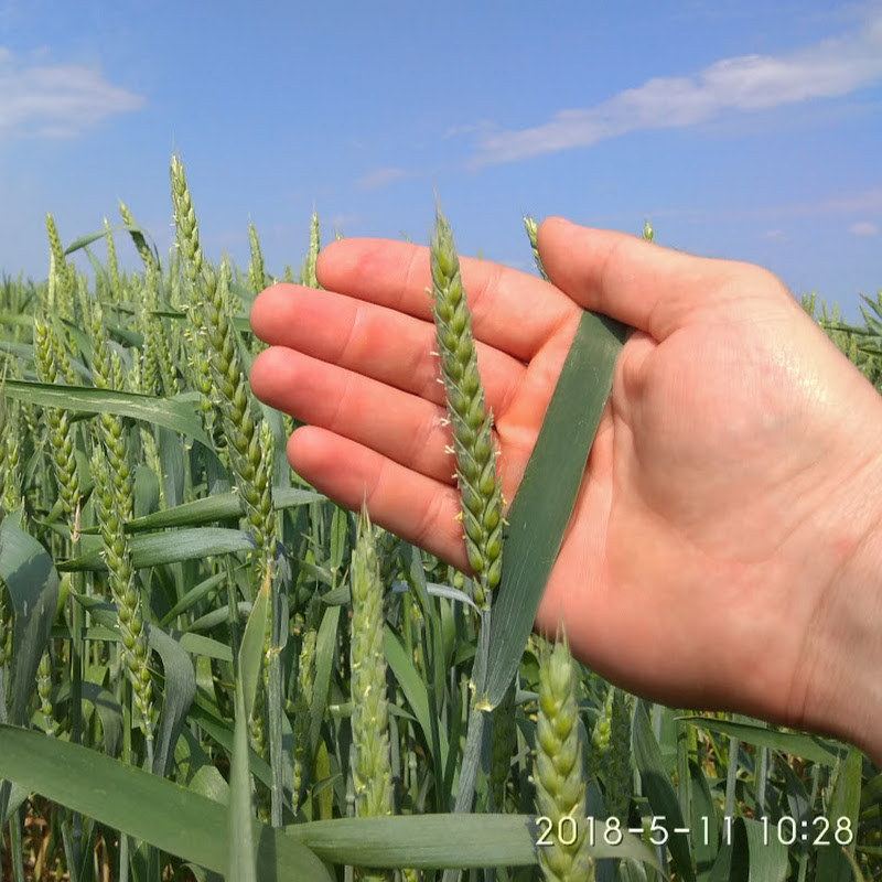 Алексей Перепелица Logo