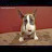 @Hutchbullterrier1