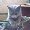 Автор