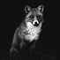 0L8B-ueFHoM-channel-avatar-GrayFoxPlay