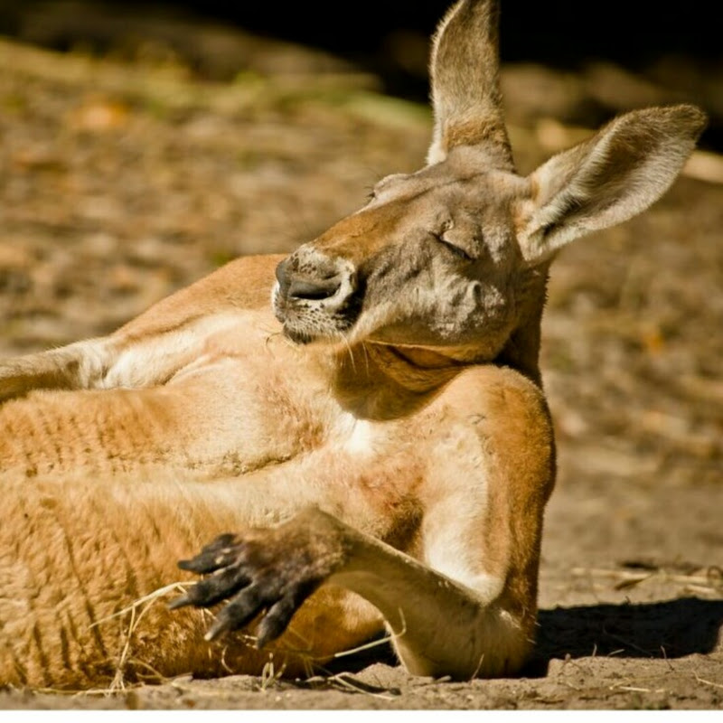 Wallaby so Crazy Ⓥ