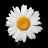 @ATIF_ASHRAF_MIR Avatar