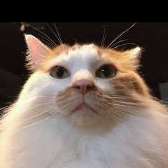 島のネコヤギチャンネル