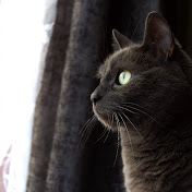 Scarlet the Russian Blue