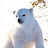 @polarbear7ri
