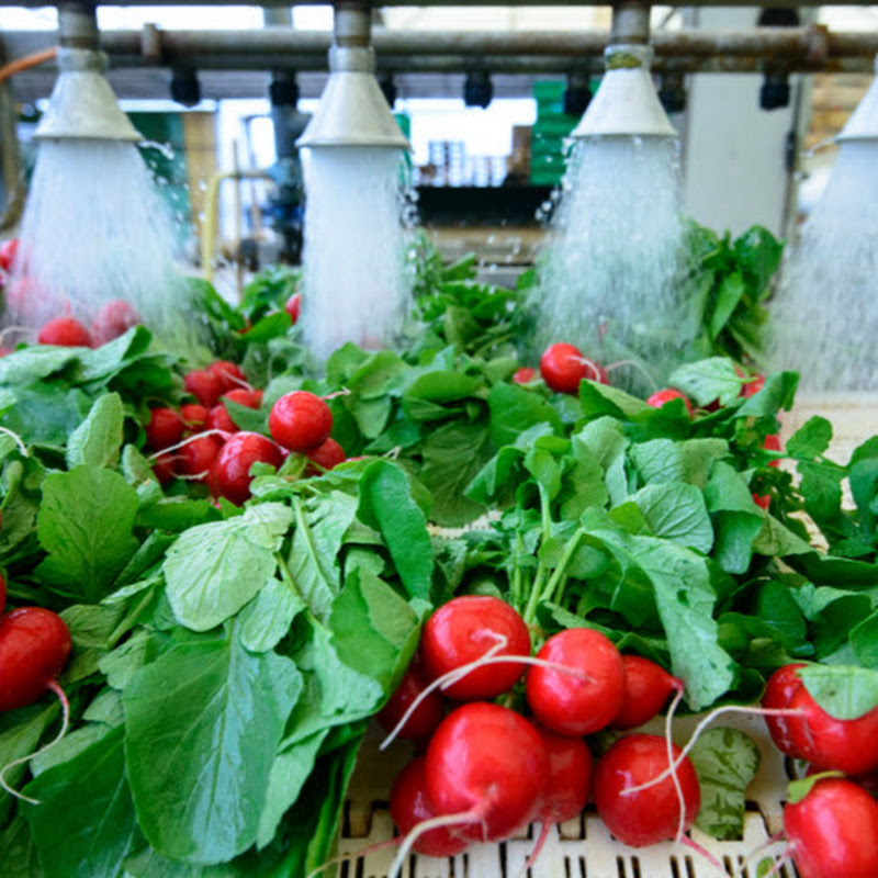 WSU Produce Safety