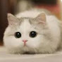 Miniature