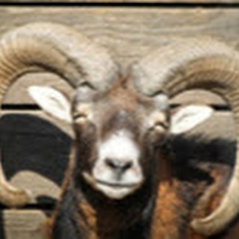 Mouflon Productions