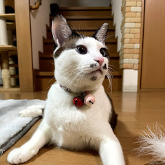 でか猫みっちりチャンネルアイコン画像