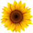 @sunflowerkitchen943