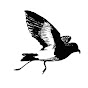 Storm Petrel logo