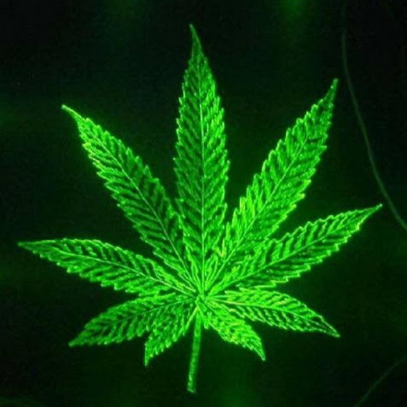 Martins CannabisARCHIV