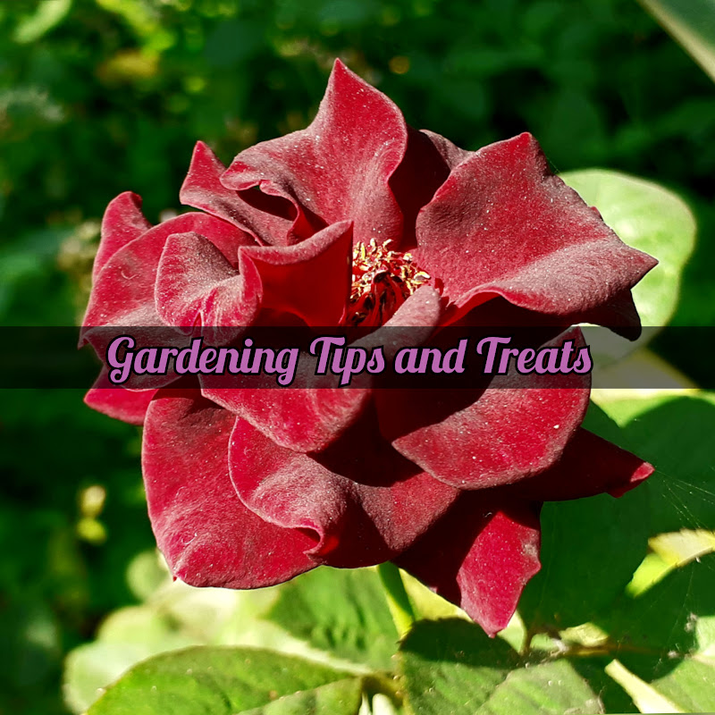 Gardening Tips and Treats