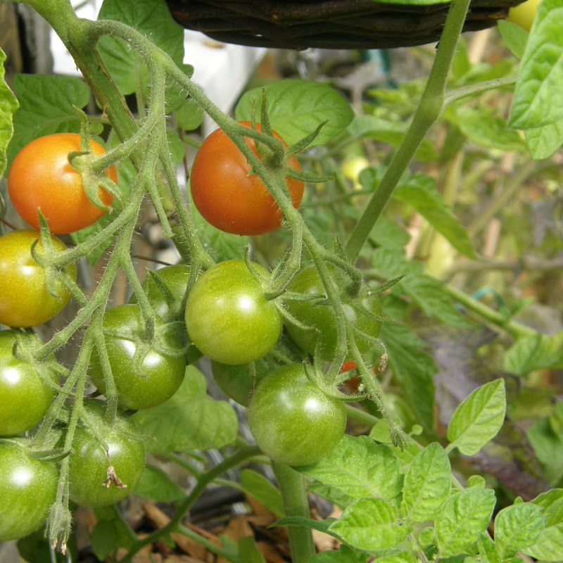 Garden and home